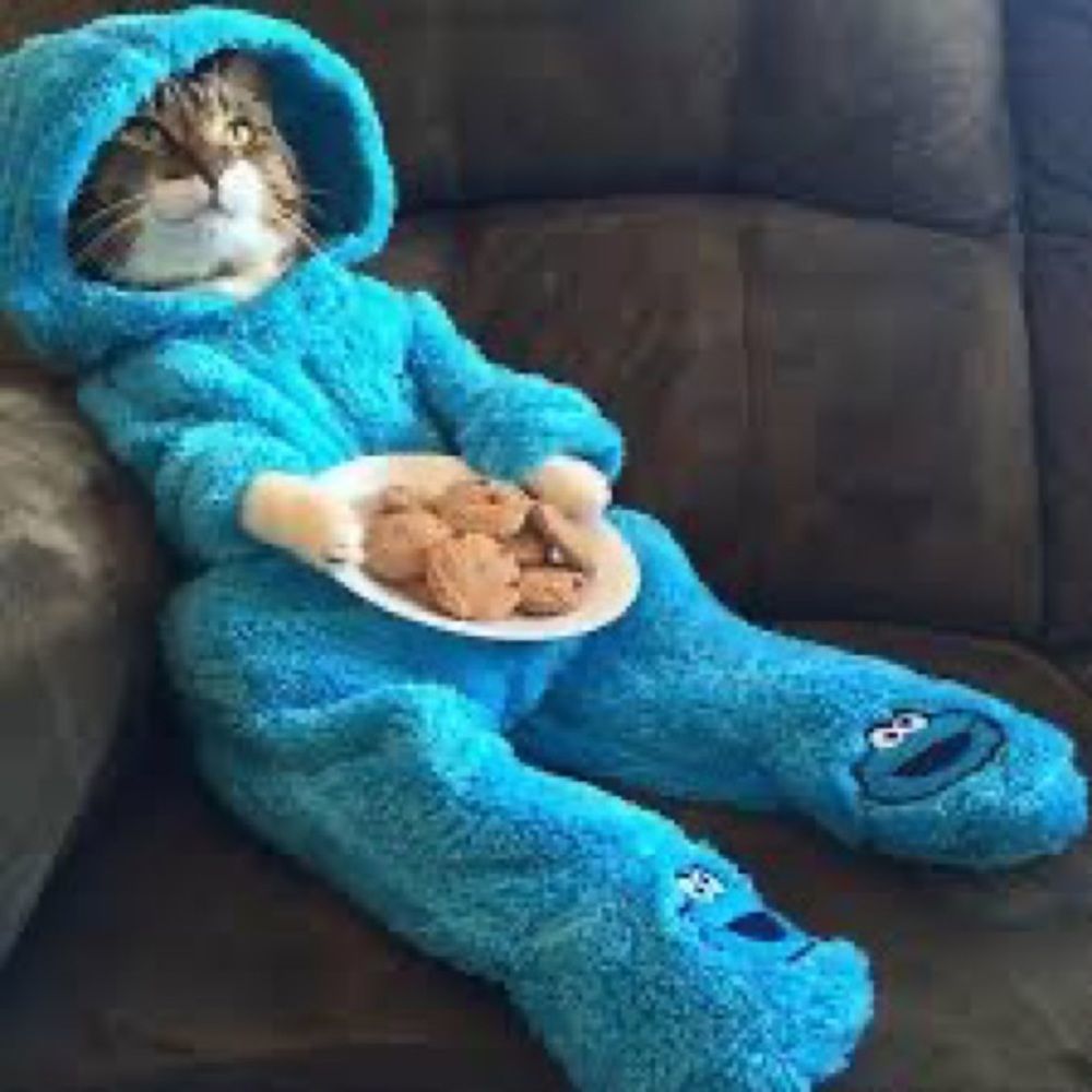 Need a break? These cats didn’t take a break from shopping, but you can! 💕💕
